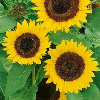 Sunflower Seeds – 86865 Helios (Helianthus annuus)