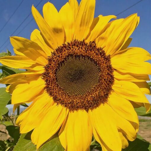 Sunflower Seeds – 86900 Peredovick (Helianthus annuus)