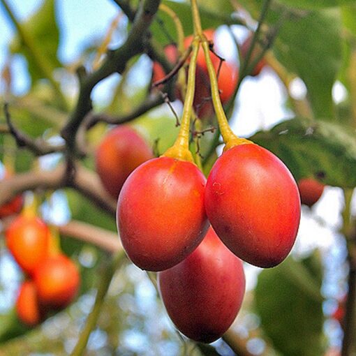 EF 12312358 Tamarillo – Ταμαρίλλο (Cyphomandra betacea)