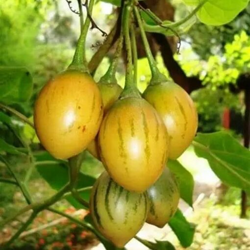 EF 12313421 Tamarillo yellow – Ταμαρίλλο κίτρινο (Cyphomandra betacea)