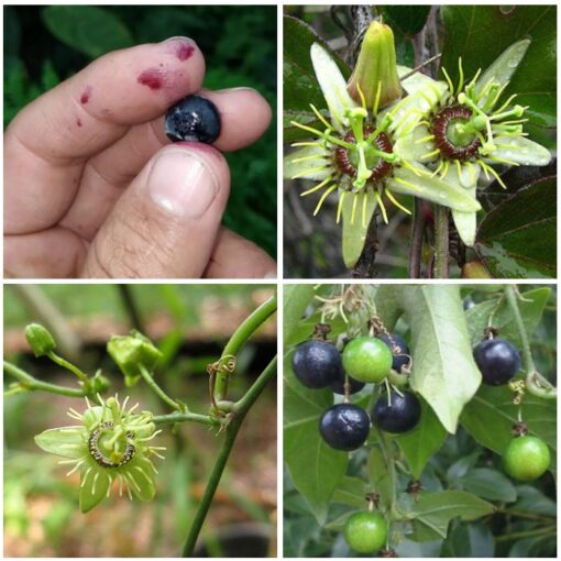 ΜΤ 16713 Passiflora Corky Passion Flower Meloncillo – Πασσιφλόρα, Φρούτο του πάθους (Passiflora suberosa)