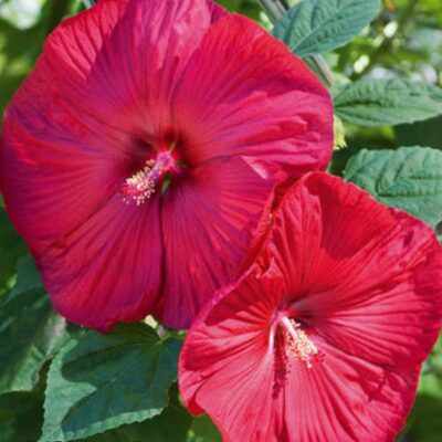 VF 6028 Hibiscus moscheutos “Nippon Red”
