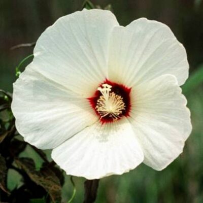 VF 6027 Hibiscus moscheutos “White”