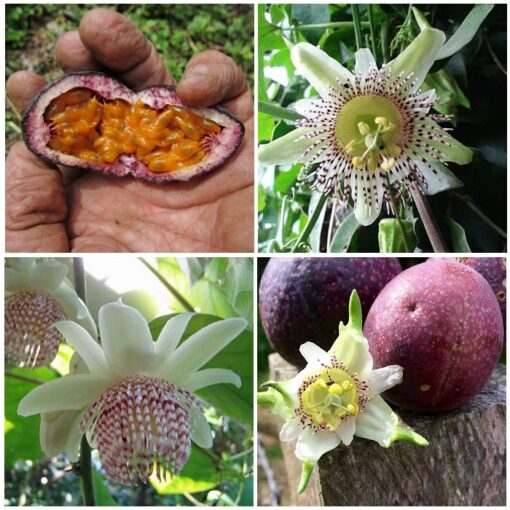 ΜΤ 16712 Passiflora Velcro Passion Flower Maracuja – Πασσιφλόρα, Φρούτο του πάθους (Passiflora adenopoda)