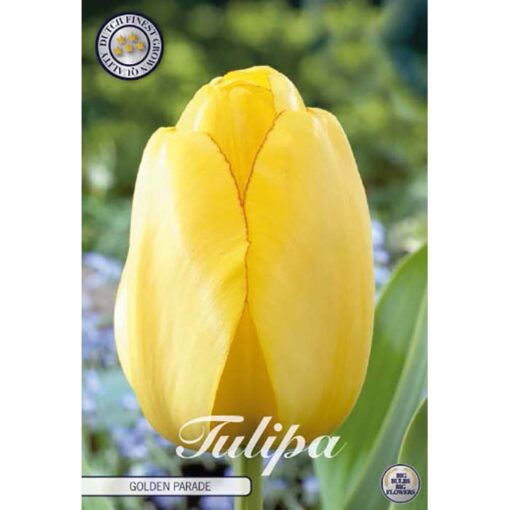 80475 Tulipa Golden Parade