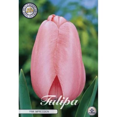 80495 Tulipa Pink Impression