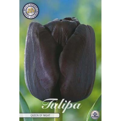 80540 Tulipa Queen of Night