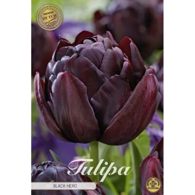 80675 Tulipa Black Hero