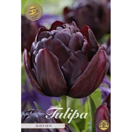 80675 Tulipa Black Hero