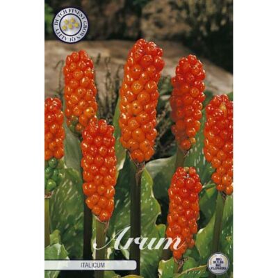 84200 Arum Italicum