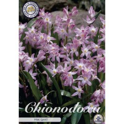 84225 Chionodoxa Pink Giant