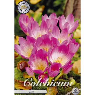 84235 Colchicum Giant