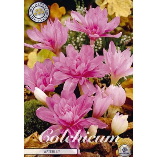 84240 Colchicum Waterlily