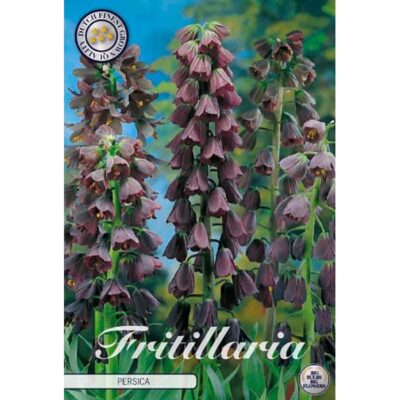 84445 Fritillaria Persica