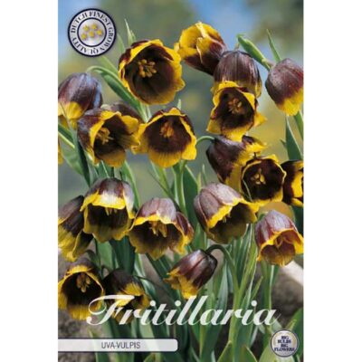 84460 Fritillaria Uva Vulpis