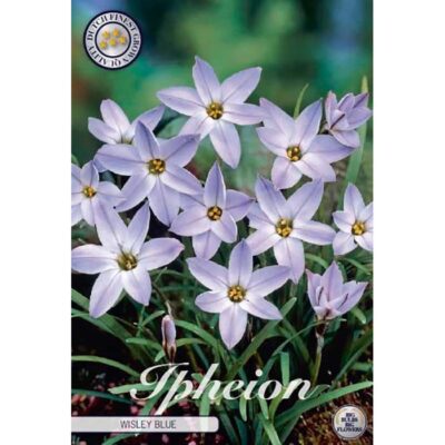 84505 Ipheion Wisley Blue