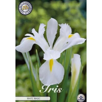 84550 Iris White Magic