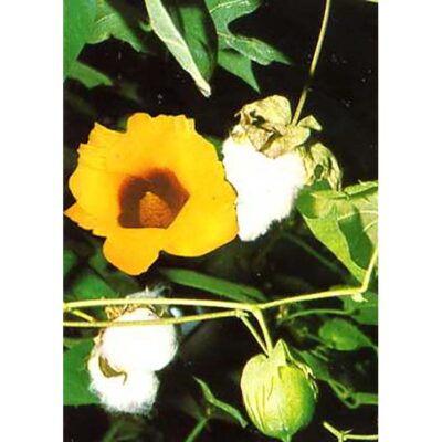 12339 Gossypium herbaceum – Levant cotton