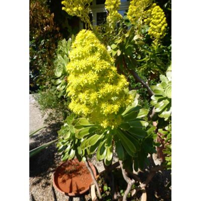 Cacti and Succulents Seeds – 20141 Aeonium arboreum