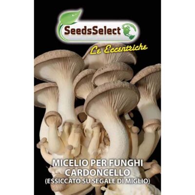 Edible mushroom seeds (micelium) EC12 CARDONCELLO (Pleurotus Erungii)