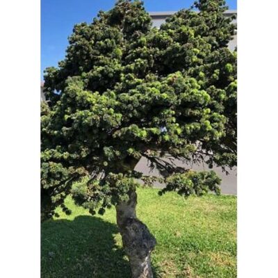 Bonsai Seeds – 20339 Abies pinsapo