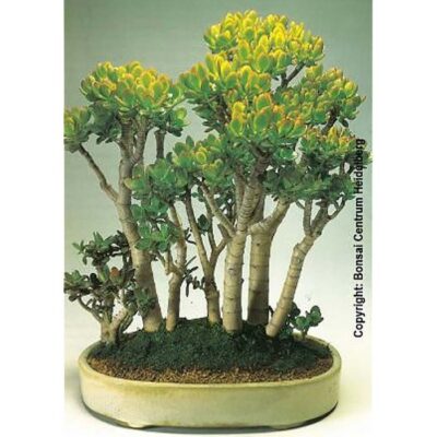 Bonsai Seeds – 20350 Crassula ovata