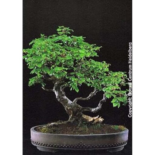 Bonsai Seeds – 20351 Fagus sylvatica