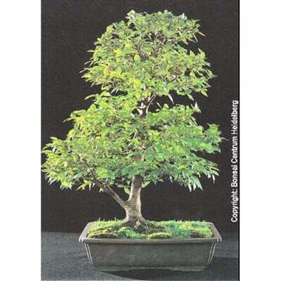 Bonsai Seeds – 20352 Celtis australis