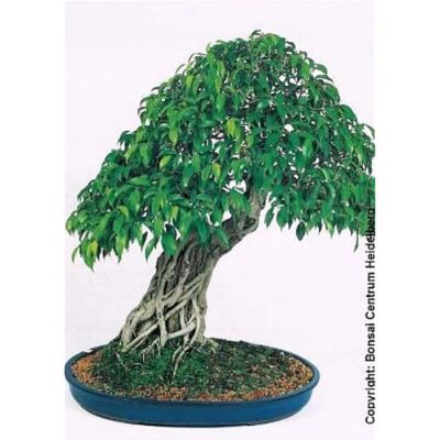 Bonsai Seeds – 20353 Ficus benjamina