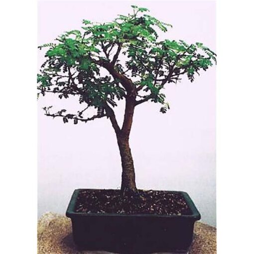 Bonsai Seeds – 20355 Acacia karroo