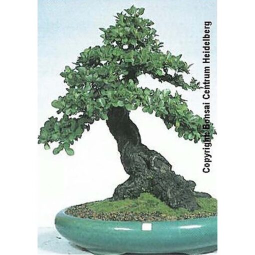 Bonsai Seeds – 20356 Diospyros rhodocalyx