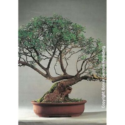 Bonsai Seeds – 20361 Pistacia lentiscus