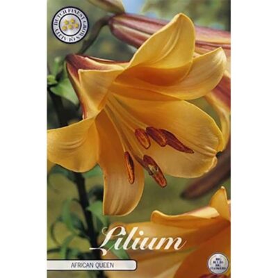 40246 Lilium – Λίλιουμ African Queen