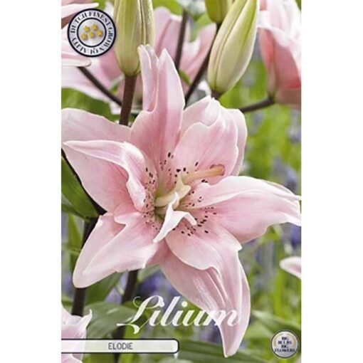 40259 Lilium – Λίλιουμ Elodie