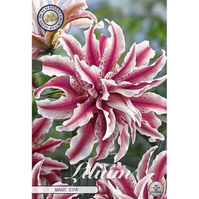 40270 Lilium – Λίλιουμ Magic Star