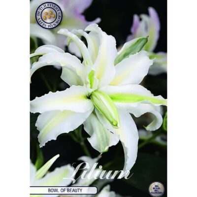 40282 Lilium – Λίλιουμ Bowl of Beauty