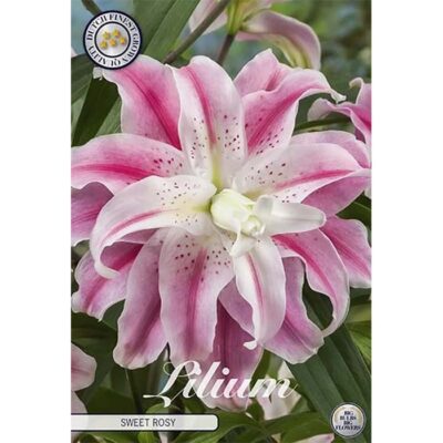 40290 Lilium – Λίλιουμ Sweet Rosy