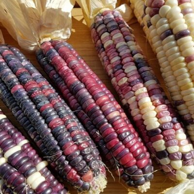 Σπόροι καλαμποκιού – DF 98425 Rainbow Inka (Zea mays sacharata)