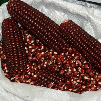 Σπόροι καλαμποκιού – DF 98426 Joro (Zea mays amylaceaa)
