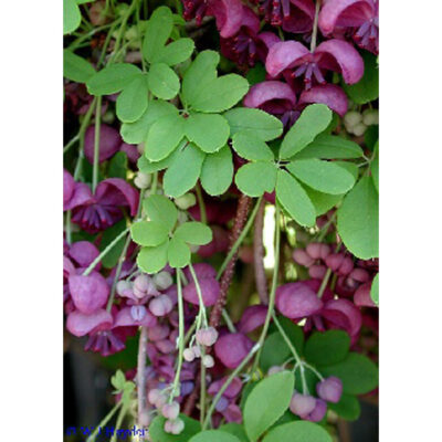 13149 Akebia quinata – Chocolate Vine