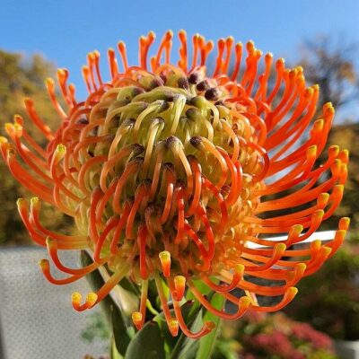 164500 Leucospermum cordifolium