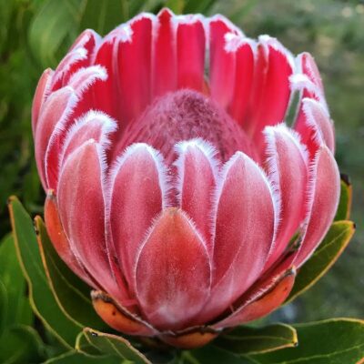 164590 Protea compacta