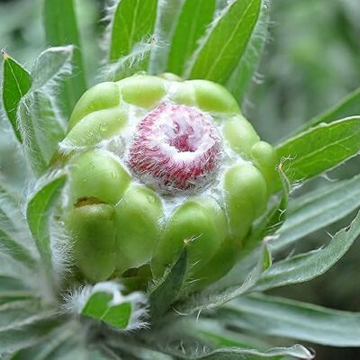 164595 Protea coronata