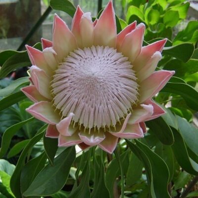 164600 Protea cynaroides