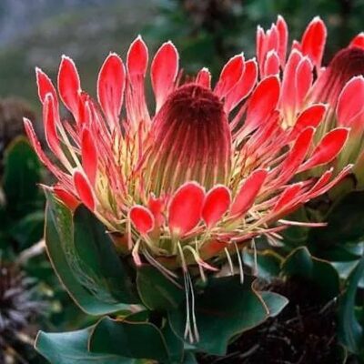 164610 Protea eximia