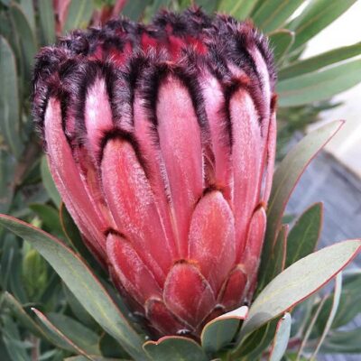 164628 Protea laurifolia
