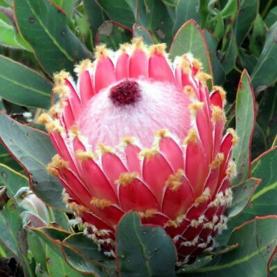 164630 Protea magnifica