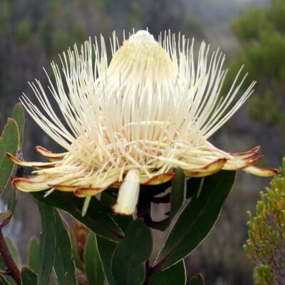 164661 Protea caffra