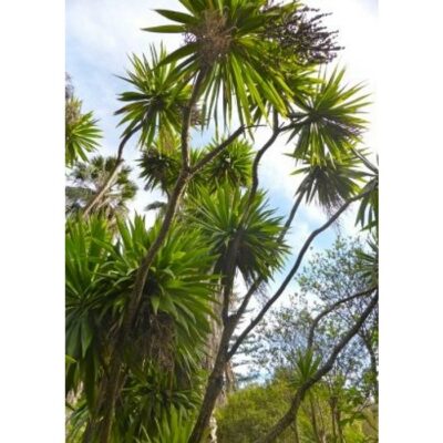 20088 Cordyline indivisa – Mountain cabbage tree