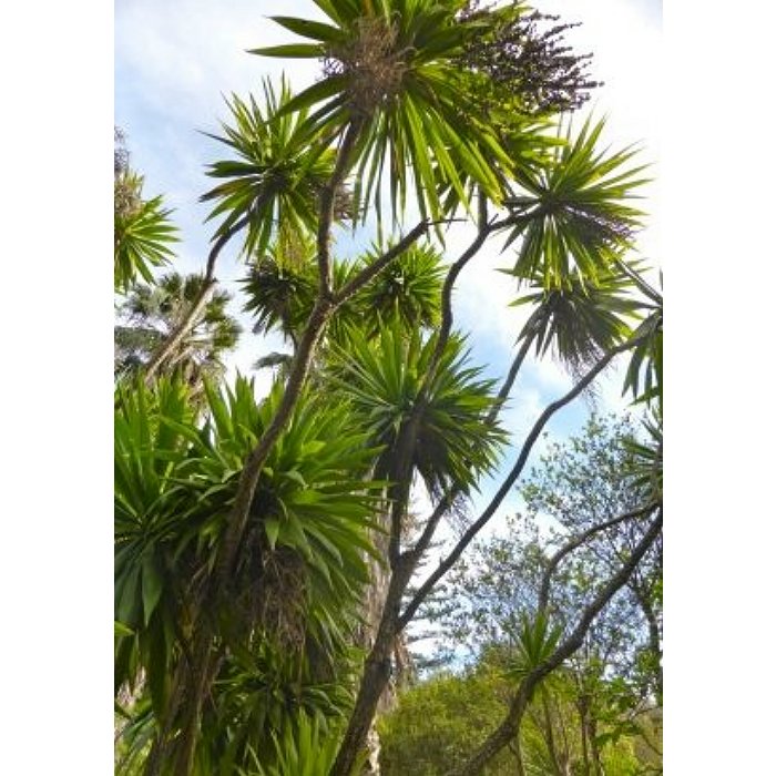 20088 Cordyline indivisa – Mountain cabbage tree